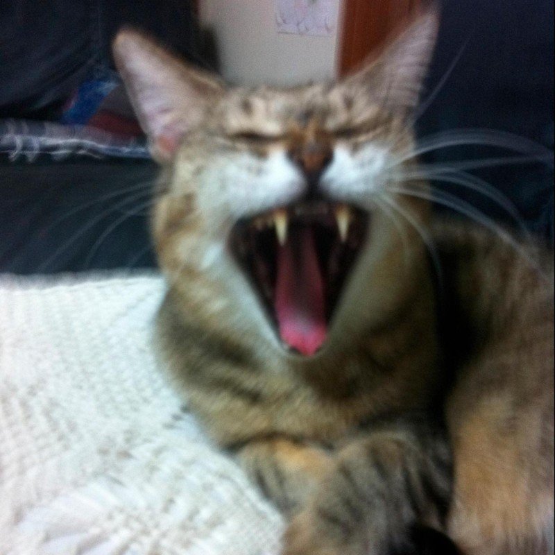 Annuaire des membres