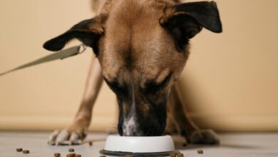 Supervisor of the unknown dog diet that already works: try them today