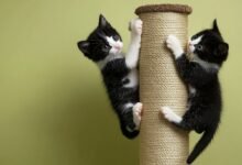 How to buy the right cat tree