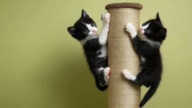 How to buy the right cat tree