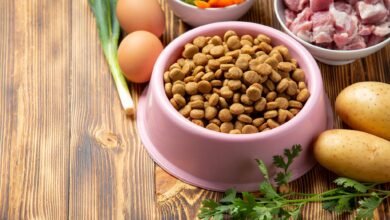 Comment donner des repas gastronomiques à votre chien